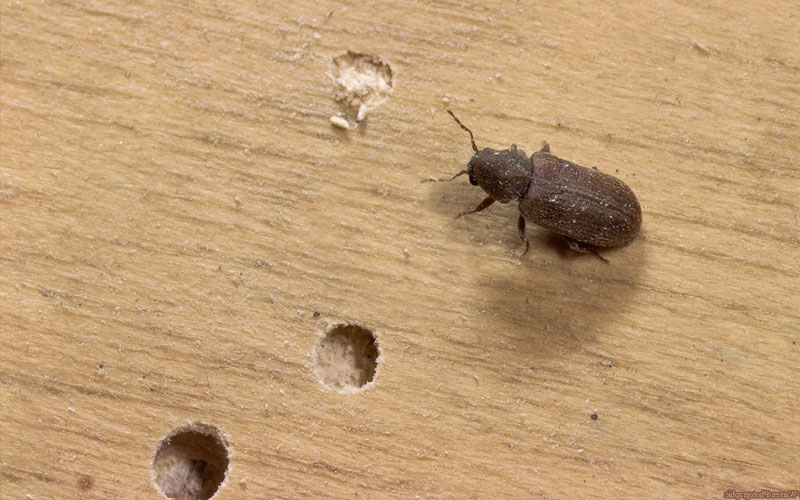 Woodborer Control Services